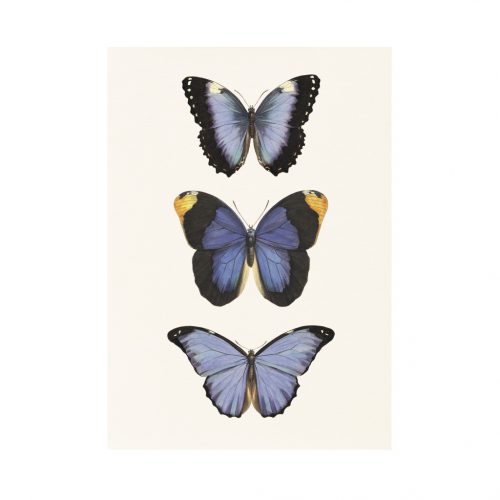 Morpho pillangók print